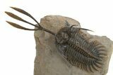 Trident Walliserops Trilobite - Exceptional Preparation #310510-2